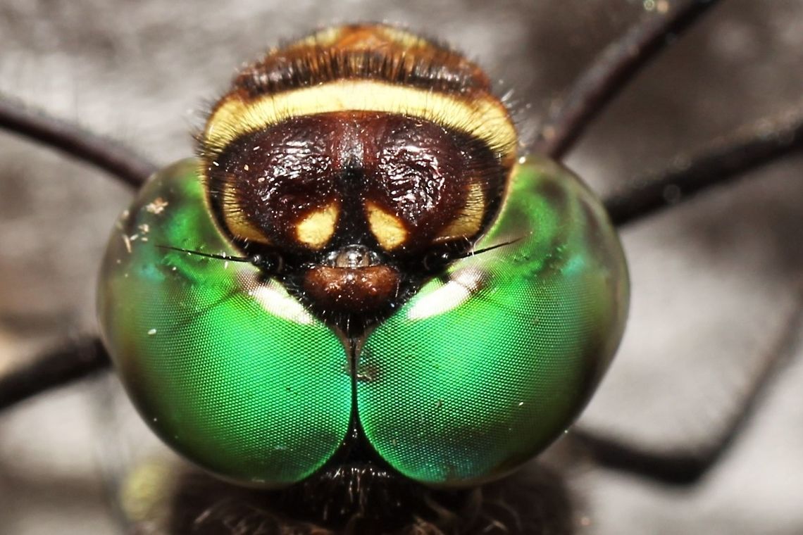 Swift River Cruiser This guy showed up at our moth sheet, and I was thrilled to get a close look at those eyes! Geotagged,Macromia illinoiensis,Summer,United States