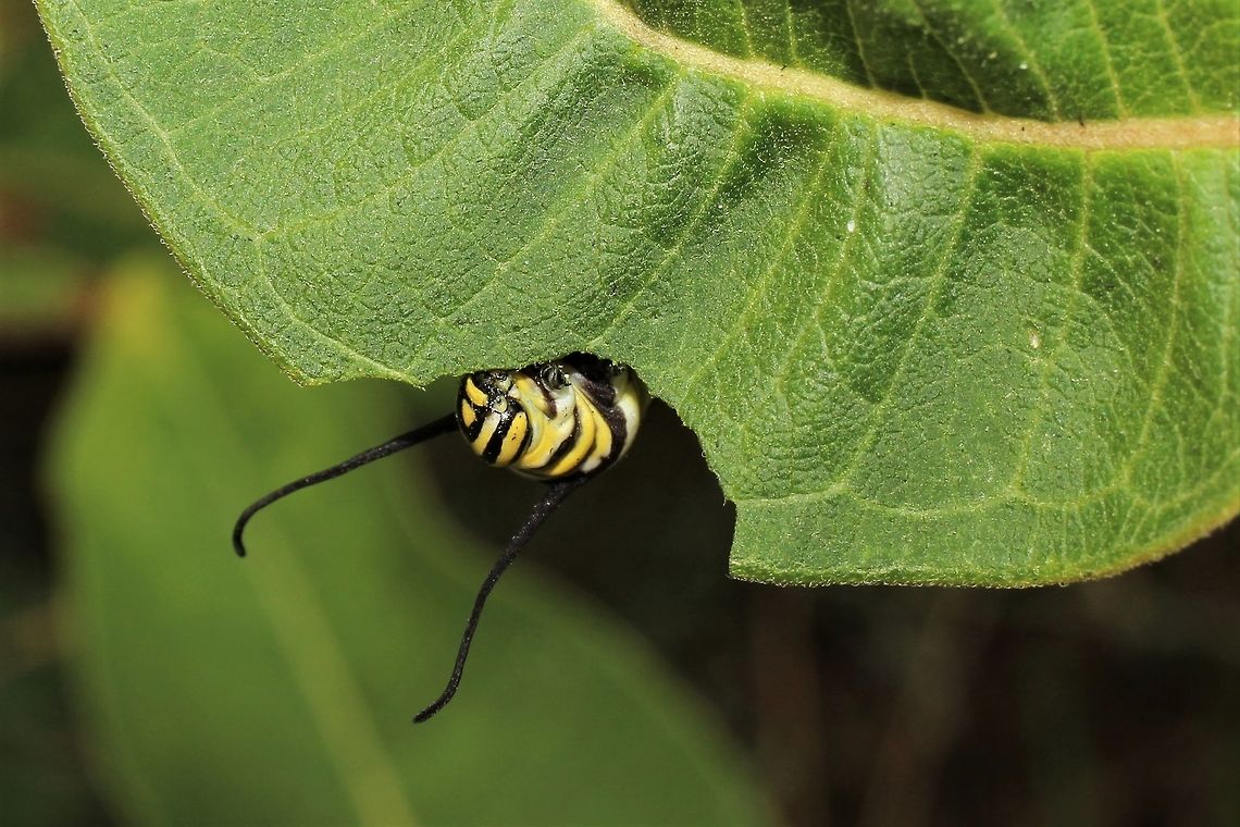 Monarch cat chowing down on milkweed  Danaus plexippus,Geotagged,Monarch butterfly,Summer,United States