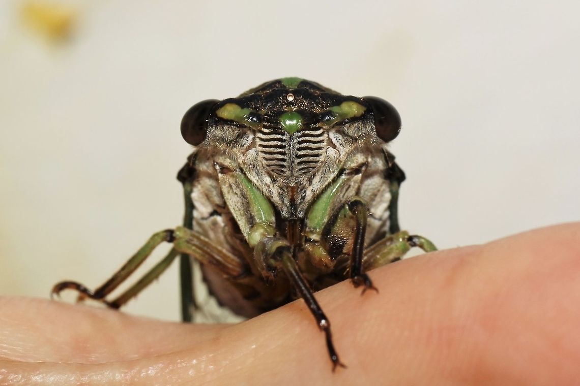 Neotibicen cicada face  Geotagged,Summer,United States