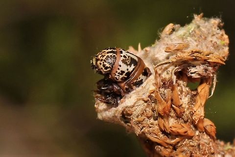 Evergreen bagworm considering emerging  Evergreen bagworm,Geotagged,Summer,Thyridopteryx ephemeraeformis,United States