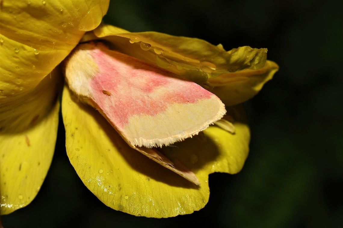 Schinia florida hiding in a primrose  Geotagged,Primrose moth,Schinia florida,Summer,United States