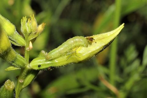 Schinia florida with assassin bug nymph dinner companion  Geotagged,Primrose moth,Schinia florida,Summer,United States