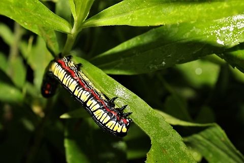 Cucullia convexipennis cat  Brown-hooded Owlet,Cucullia convexipennis,Geotagged,Summer,United States