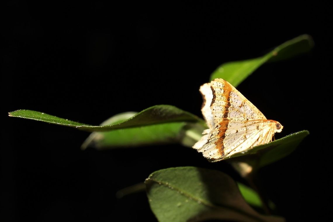 Macaria promiscuata  Geotagged,Macaria promiscuata,Summer,United States,macaria promiscuata