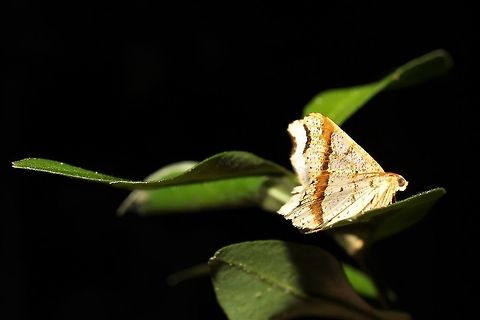 Macaria promiscuata  Geotagged,Macaria promiscuata,Summer,United States,macaria promiscuata