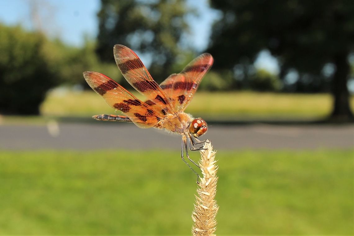 Halloween pennant  Celithemis eponina,Geotagged,Halloween Pennant,Summer,United States