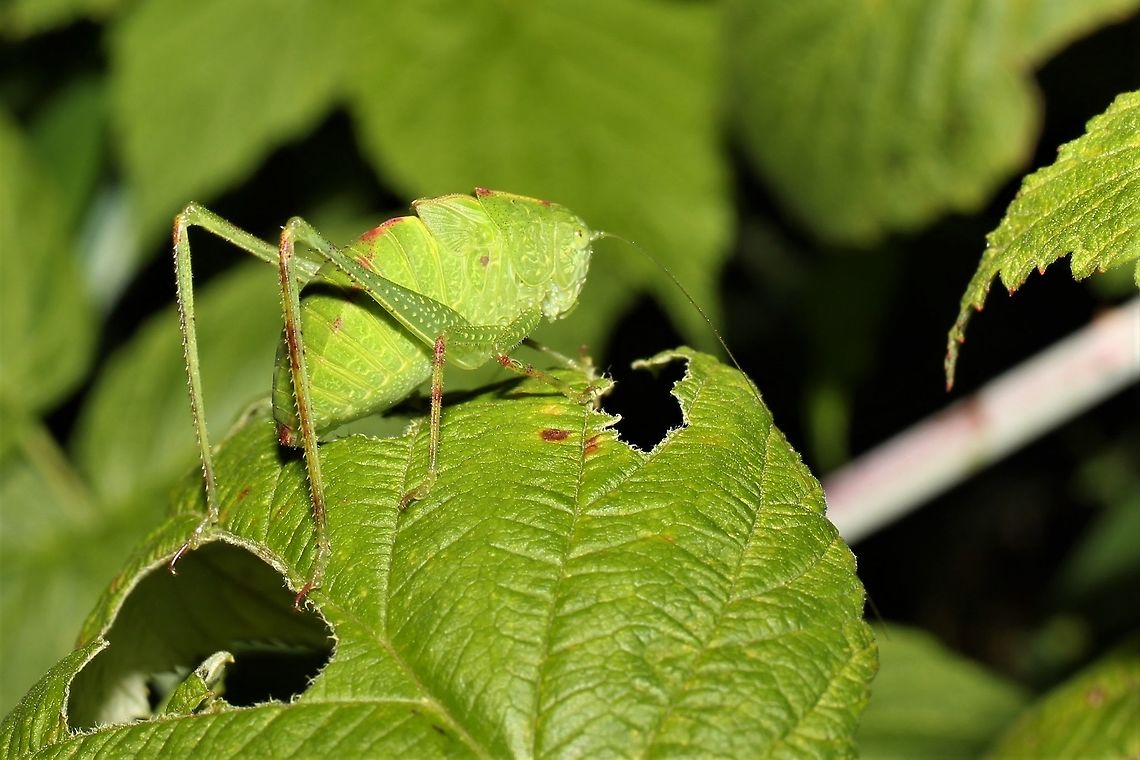 A plump katydid nymph  Geotagged,Summer,United States