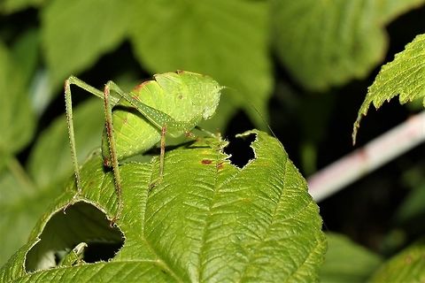 A plump katydid nymph  Geotagged,Summer,United States