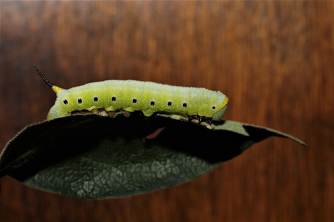 Hemaris diffinis Our yard is full of these cats, though we&#039;ve never seen an adult buzzing around... Geotagged,Hemaris diffinis,Snowberry Clearwing,Summer,United States