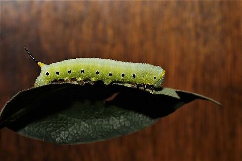 Hemaris diffinis Our yard is full of these cats, though we've never seen an adult buzzing around... Geotagged,Hemaris diffinis,Snowberry Clearwing,Summer,United States
