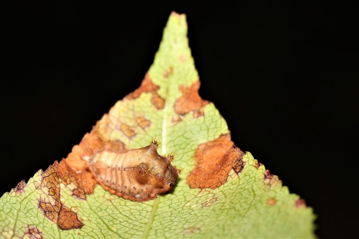 Parasa chloris Absolutely thrilled to find these in our yard, using our new UV flashlights. Geotagged,Parasa chloris,Smaller Parasa Moth,Summer,United States
