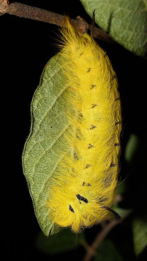 Apatelodes torrefacta lounging on honeysuckle  Apatelodes torrefacta,Geotagged,Spotted Apatelodes,Summer,United States