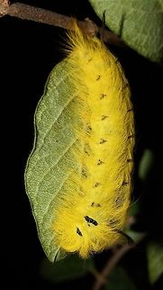 Apatelodes torrefacta lounging on honeysuckle  Apatelodes torrefacta,Geotagged,Spotted Apatelodes,Summer,United States