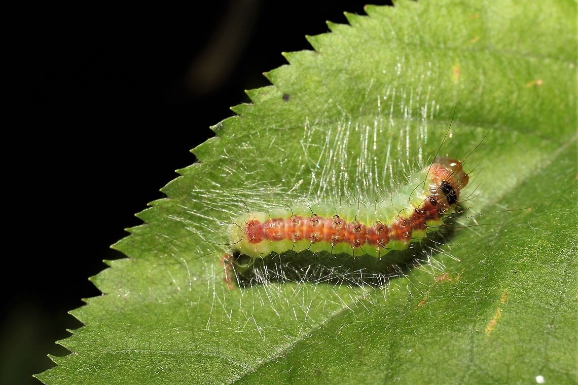 Acronicta radcliffei on birch I welcome ID corrections, if this is the wrong dagger moth. Acronicta radcliffei,Geotagged,Summer,United States,acronicta rad