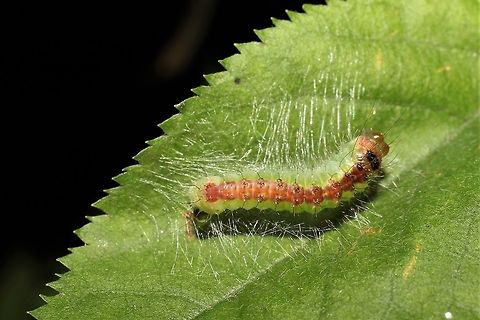 Acronicta radcliffei on birch I welcome ID corrections, if this is the wrong dagger moth. Acronicta radcliffei,Geotagged,Summer,United States,acronicta rad
