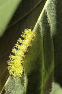 Io cat being spiky on an ash leaf  Automeris io,Geotagged,Io moth,Summer,United States