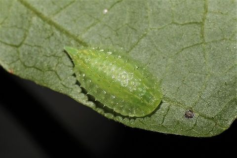 Packardia geminata  Geotagged,Jeweled Tailed Slug Moth,Packardia geminata,Summer,United States