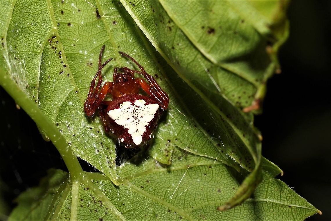 Verrucosa arenata Hanging out on a mulberry bush in our yard. Arrowhead spider,Geotagged,Summer,United States,Verrucosa arenata