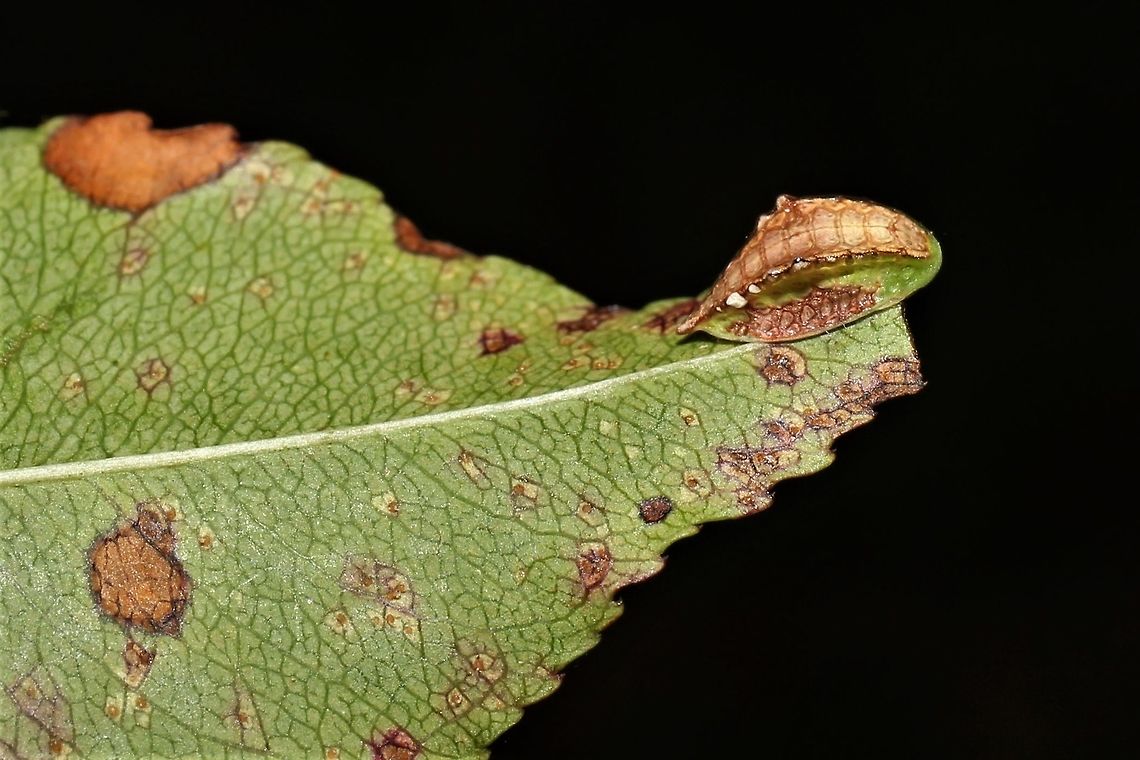 Prolimacodes badia Showing excellent camouflage ability on a cherry. Geotagged,Prolimacodes badia,Skiff Moth,Summer,United States