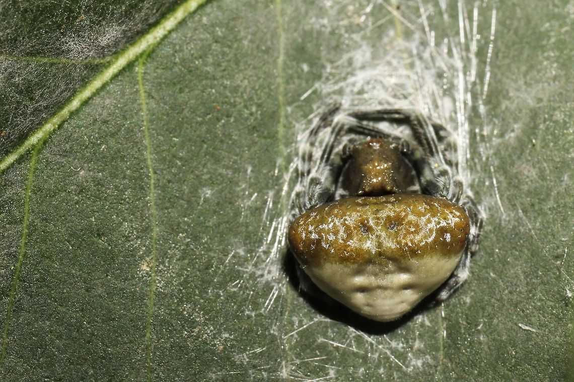 Mastophora phrynosoma on lilac This might be the first spider I&#039;ve seen all wrapped up and disguised as a bird dropping.  Geotagged,Mastophora phrynosoma,Summer,United States