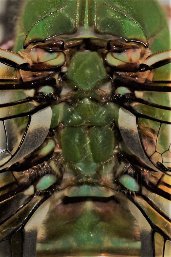 Common green darner at the moth sheet I love the stained glass quality of the thorax. Anax junius,Geotagged,Green Darner,Summer,United States