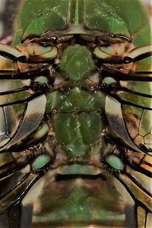 Common green darner at the moth sheet I love the stained glass quality of the thorax. Anax junius,Geotagged,Green Darner,Summer,United States