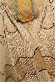 Halysidota sp., probably tessellaris So common, but those details never get old! Geotagged,Summer,United States