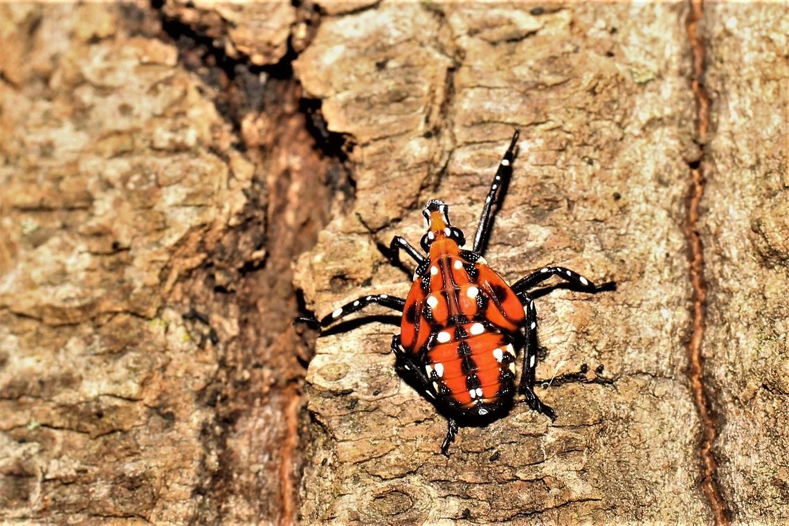 Spotted lanternfly nymph, fourth instar They are mostly adults at this time of year, but I was pleased to see my first final instar nymphs! Geotagged,Lycorma delicatula,Summer,United States,spotted lanternfly