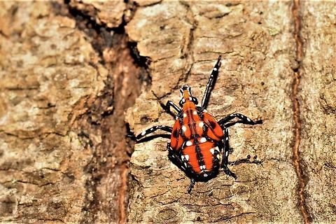 Spotted lanternfly nymph, fourth instar They are mostly adults at this time of year, but I was pleased to see my first final instar nymphs! Geotagged,Lycorma delicatula,Summer,United States,spotted lanternfly
