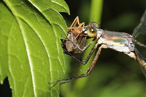 Spreadwing sp. munching on victim  Geotagged,Summer,United States