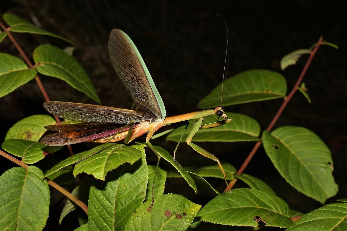 Narrow-winged mantis asking to be left alone  Geotagged,Summer,Tenodera angustipennis,United States