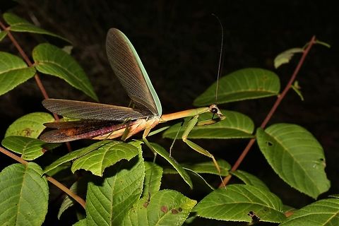Narrow-winged mantis asking to be left alone  Geotagged,Summer,Tenodera angustipennis,United States