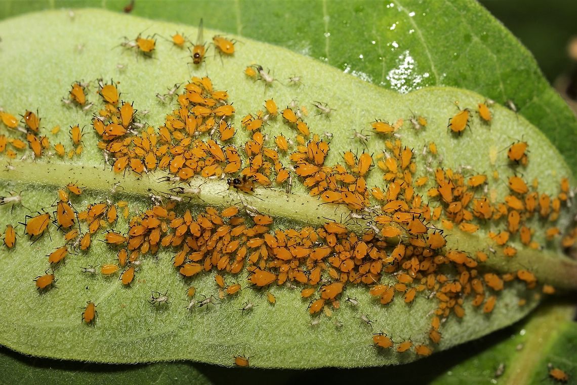 Oleander aphid party on milkweed  Aphis nerii,Geotagged,Milkweed aphid,Summer,United States