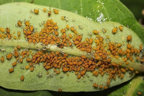 Oleander aphid party on milkweed  Aphis nerii,Geotagged,Milkweed aphid,Summer,United States