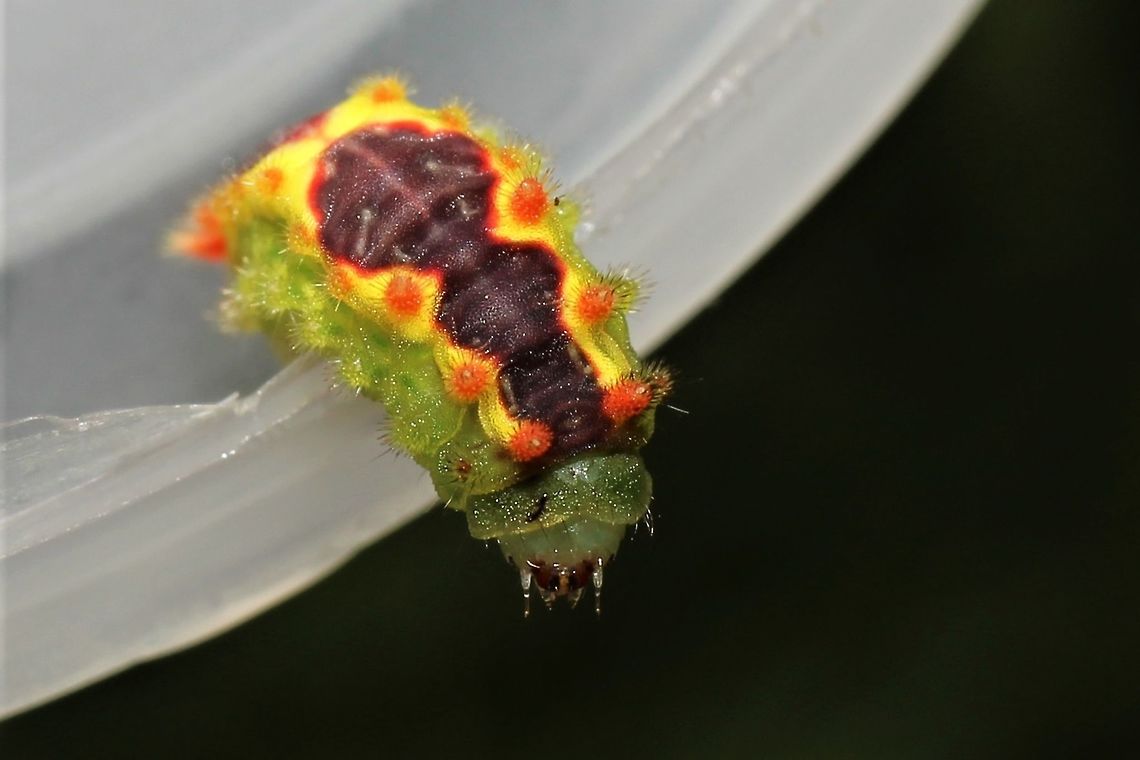 Purple-crested slug moth cat This was found on a birch in Lebanon County, PA. We're attempting to rear it on cherry in our yard in Danville. Adoneta spinuloides,Geotagged,Summer,United States
