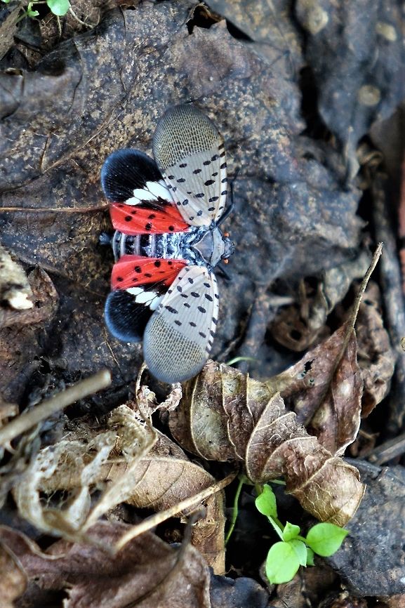 Spotted lanternfly adult, about to go after your wine  Fall,Geotagged,Lycorma delicatula,United States,spotted lanternfly