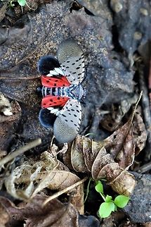 Spotted lanternfly adult, about to go after your wine  Fall,Geotagged,Lycorma delicatula,United States,spotted lanternfly