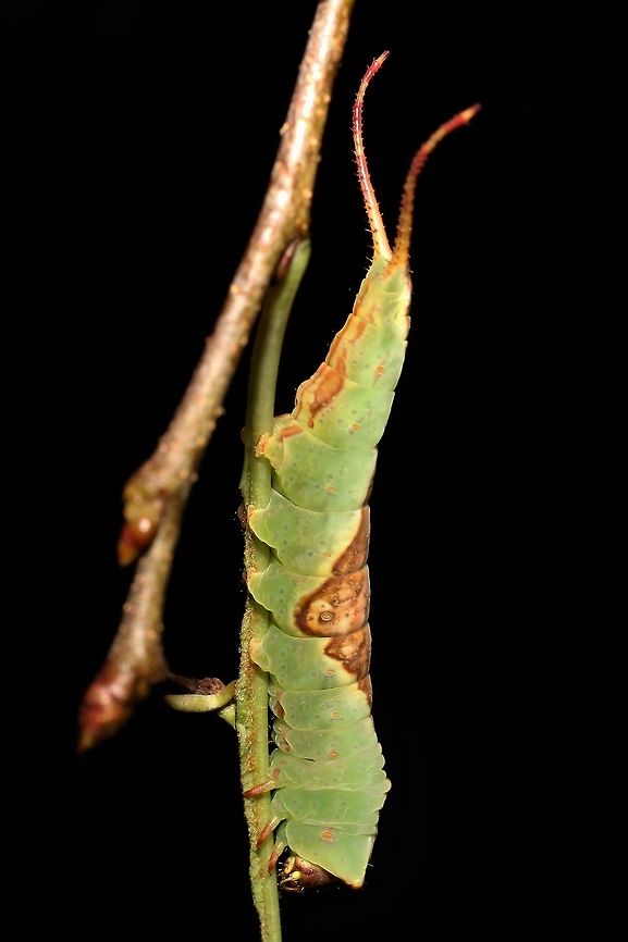 Furcula borealis in our yard  Furcula borealis,Geotagged,Summer,United States,White furcula moth