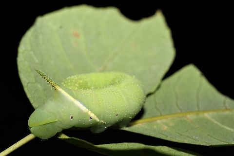 Ash sphinx On an ash overhanging a stream, in my in-laws' very damp back yard. Ash sphinx,Geotagged,Manduca jasminearum,Summer,United States