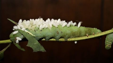 Ash sphinx parasitized by Braconid wasps Apparently this is an understudied family of wasps, so we're going to rear them out. Ash sphinx,Geotagged,Manduca jasminearum,Summer,United States