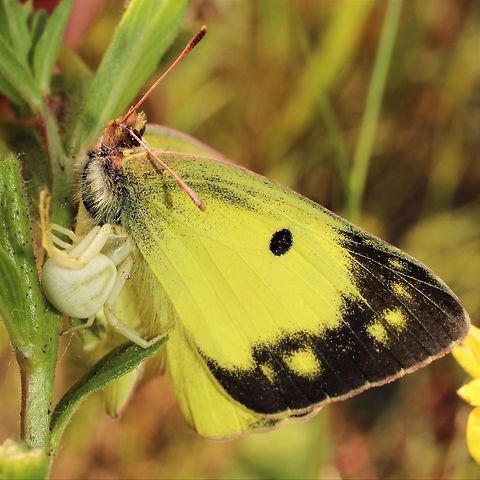 Clouded sulphur being eaten by a crab spider on primrose  Clouded Sulphur,Colias philodice,Geotagged,Summer,United States
