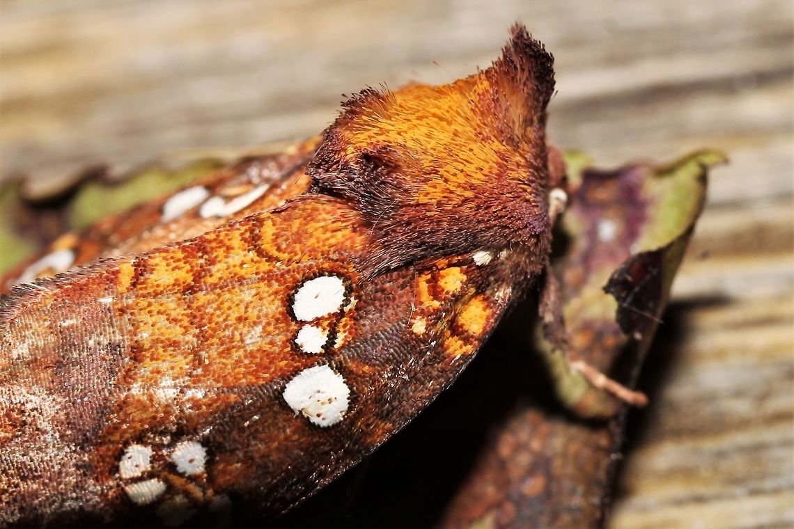 Papaipema baptisiae  Geotagged,Papaipema baptisiae,Summer,United States