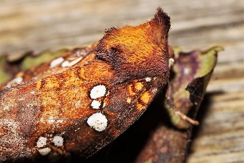 Papaipema baptisiae  Geotagged,Papaipema baptisiae,Summer,United States