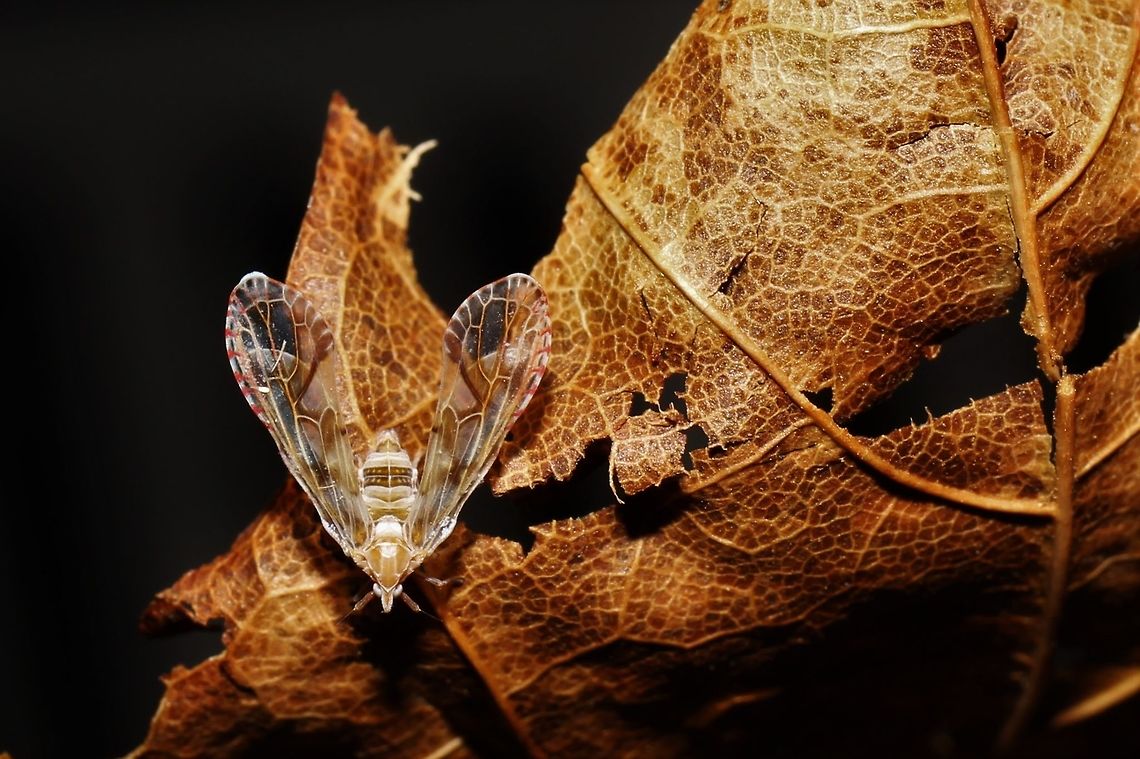 Anotia kirkaldyi I was pleased to find this Derbid next to our sliding door this morning. Haven&#039;t seen enough of them this year! I&#039;m guessing A. kirkaldyi (as opposed to A. bonnetii) based on the bold diagonal wing stripe. Anotia kirkaldyi,Geotagged,Planthopper Anotia kirkaldyi,Summer,United States