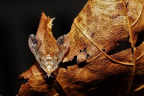 Anotia kirkaldyi I was pleased to find this Derbid next to our sliding door this morning. Haven't seen enough of them this year! I'm guessing A. kirkaldyi (as opposed to A. bonnetii) based on the bold diagonal wing stripe. Anotia kirkaldyi,Geotagged,Planthopper Anotia kirkaldyi,Summer,United States