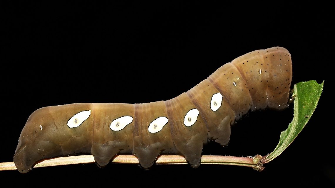 Eumorpha pandorus This guy munched on Virginia creeper for a day, and is now signaling that he's ready to pupate.  We gave him a container full of dirt. Eumorpha pandorus,Geotagged,Pandora sphinx,Summer,United States