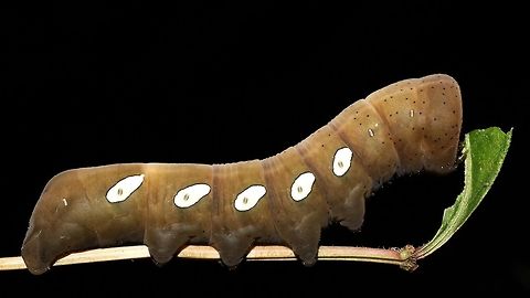 Eumorpha pandorus This guy munched on Virginia creeper for a day, and is now signaling that he's ready to pupate.  We gave him a container full of dirt. Eumorpha pandorus,Geotagged,Pandora sphinx,Summer,United States