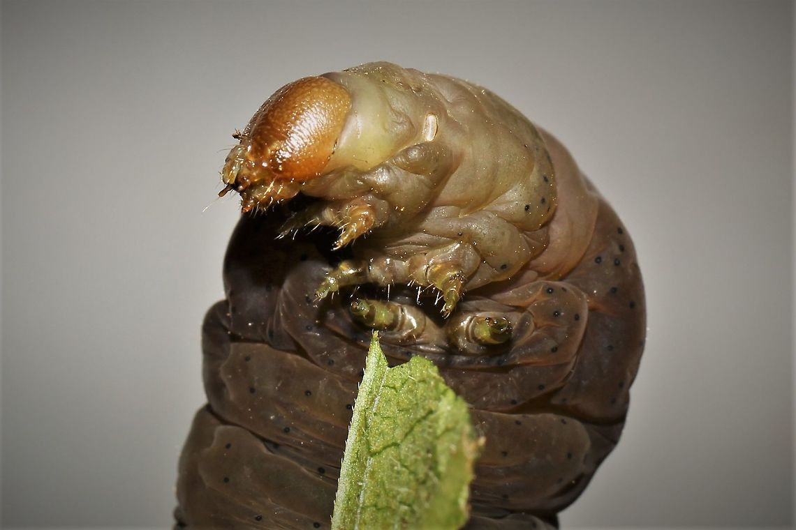 Eumorpha pandorus  Eumorpha pandorus,Geotagged,Pandora sphinx,Summer,United States