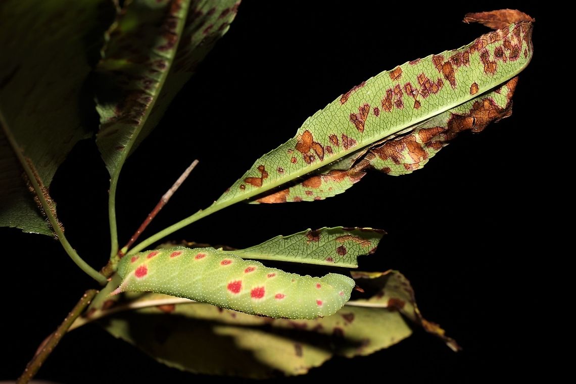 Small-eyed sphinx on cherry  Geotagged,Paonias myops,Small-Eyed Sphinx,Summer,United States