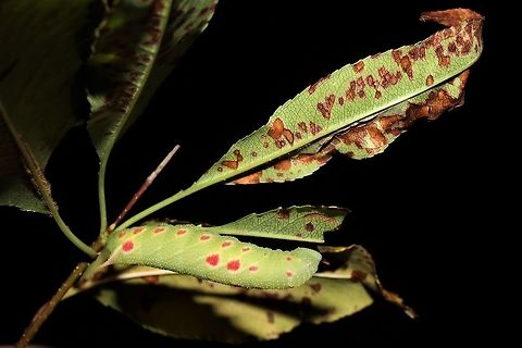 Small-eyed sphinx on cherry  Geotagged,Paonias myops,Small-Eyed Sphinx,Summer,United States